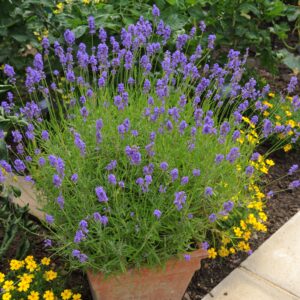 Lavendel Plant