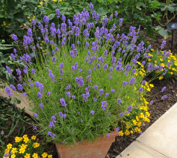Lavendel Plant